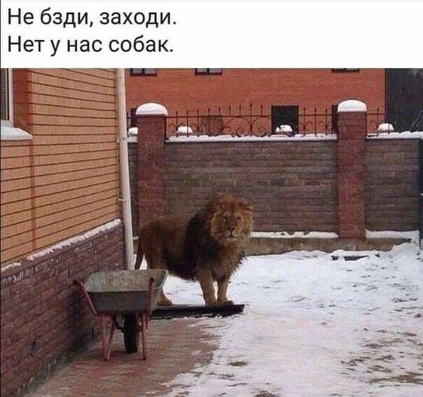 Не бзди заходи Нет у нас собак