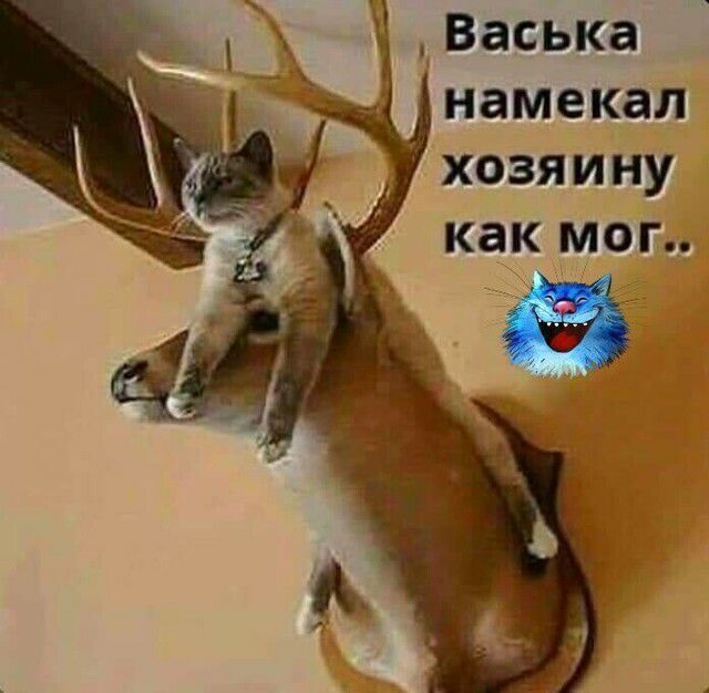 намекал хозяину как мог
