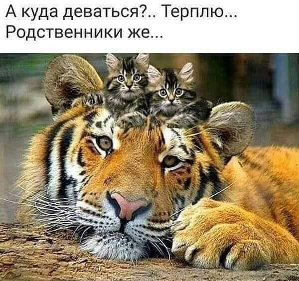 А куда деваться Терплю Родственники же