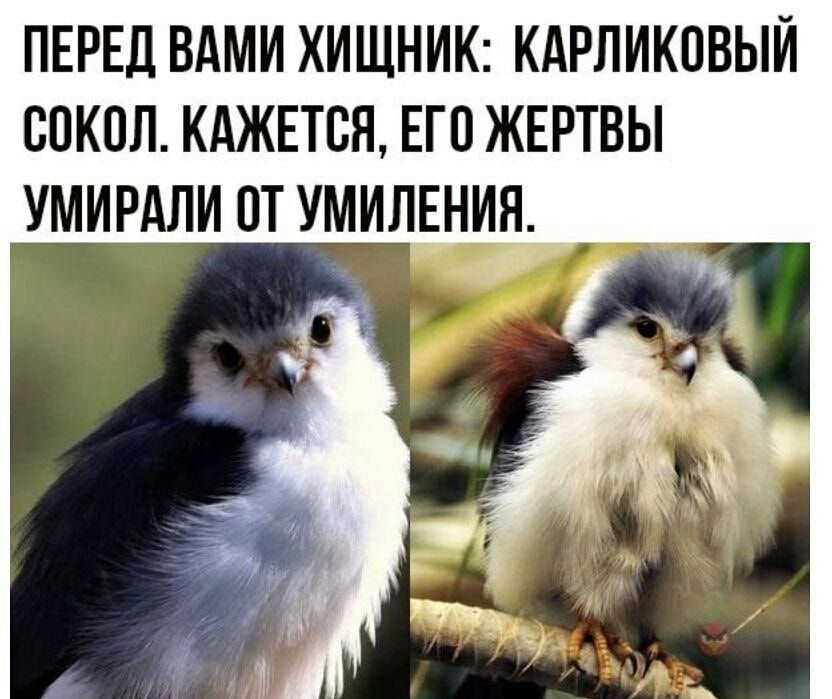ПЕРЕД ВАМИ ХИЩНИК КАРЛИКПВЫЙ СОКОЛ КАЖЕТСЯ ЕГО ЖЕРТВЫ УМИРАЛИ ПТ УМИЛЕНИЯ