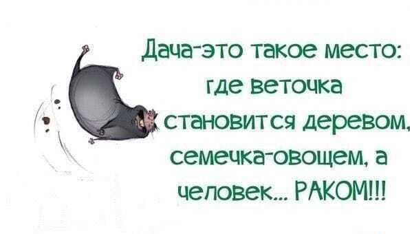 Дача это такое место где веточка становится деревом семечка овощам а человек РАКОМ