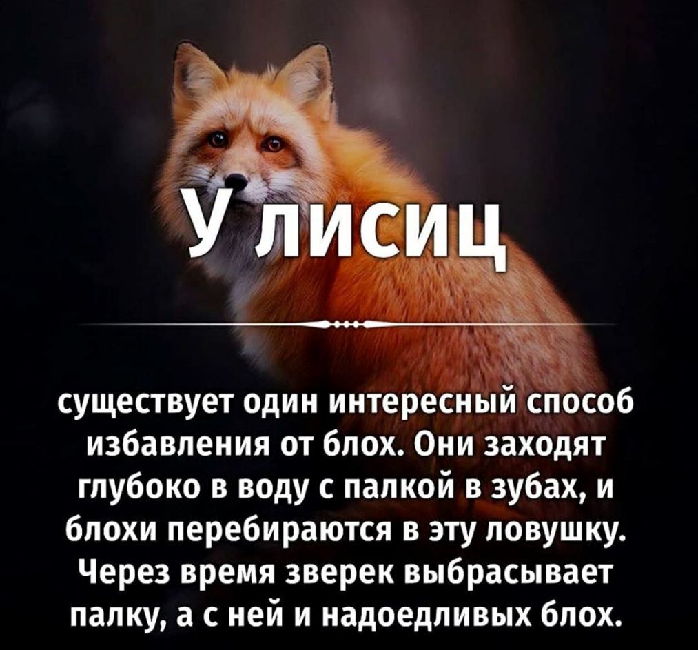 существует один интерьеснпй спооб избавления от блох Они заходят глубоко в воду с папкой в зубах и блохи перебираются в эту ловушку Через время зверек выбрасывает палку а с ней и надоедливых блох