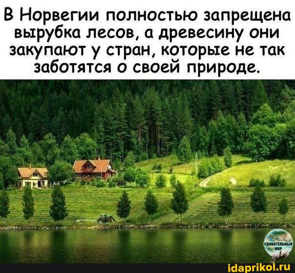 В Норвегии полностью запрещена вырубка лесов древесину они закупают у стран которые не так заботятся о своеи природе