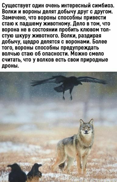Существует пдии пч еиь иитгрвсный симбиоз Волки я вороны делят добычу друг с другом 3аиечвна что вороны способны приввсти стаю папшену животному депо в том что ворона не в состоянии пробить клювом топ стую шкуру животного Волки раздирая добычу щедро делятся пороками Более того вороны способны предупреждать волчью стаю об опасности Можно смело СЧИТЗТЬ 0 У ПМКПП ЕСТЬ СВОИ ПрИППДНЫЕ драмы