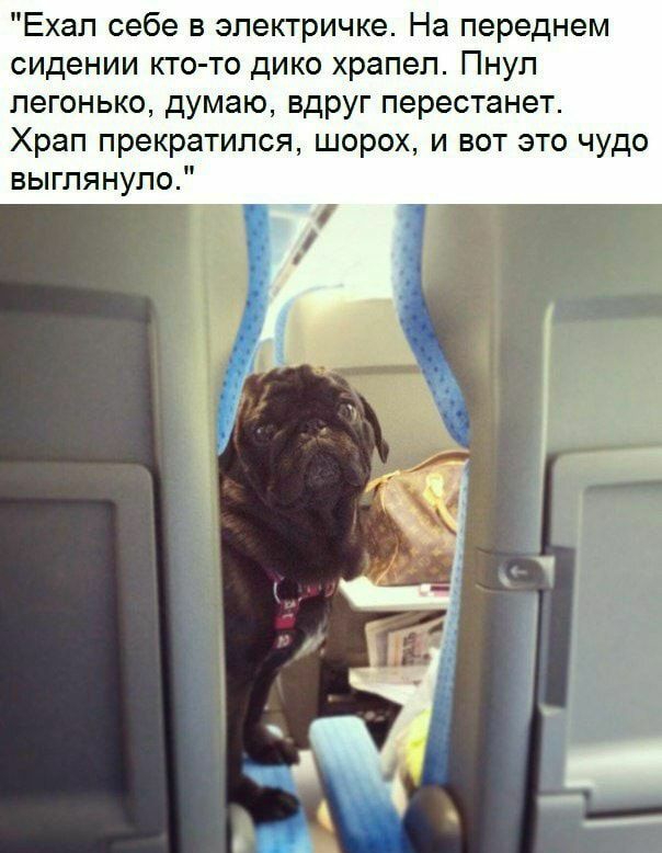 Ехал себе в электричке На переднем сидении кто то дико храпеп Пнуп легонько думаю вдруг перестанет Храп прекратился шорох и вот это чудо выглянуло