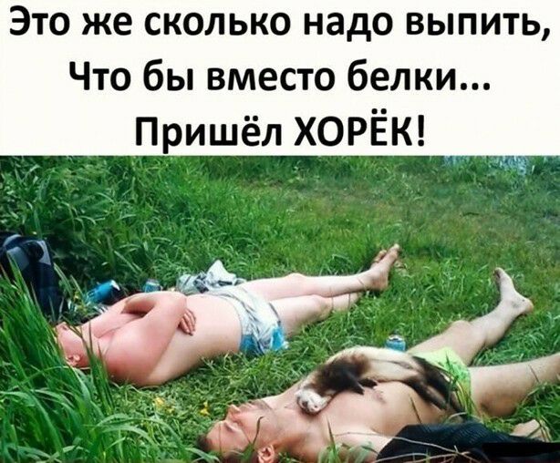 ЭТО же СКОЛЬКО надо ВЫПИТЬ Что бы вместо белки Пришёл ХОРЁК
