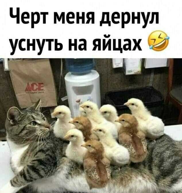 Черт меня дернул _ уснуть на яйцах