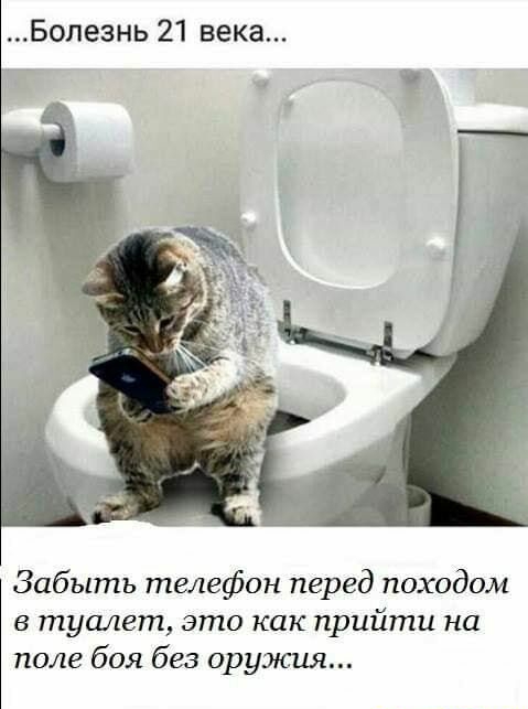 День похода в туалет. Унитаз для кошек. Кот на унитазе с телефоном. Кот на туалете с телефоном.