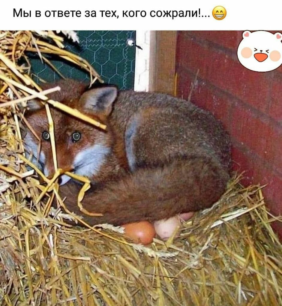 Л 8 р ж 0 С 0 г О К Х 8 Т а 3 6 Т е В Т О В Ы М