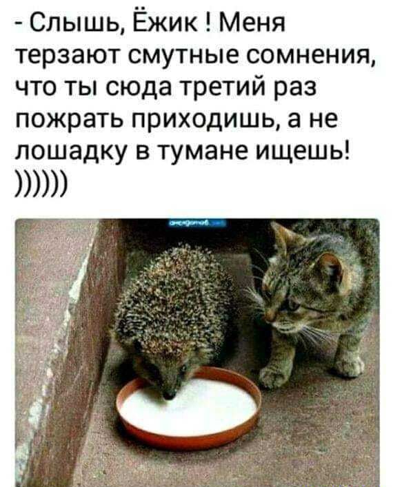 Слышь Ёжик Меня терзают смутные сомнения что ты сюда третий раз пожрать приходишь а не лошадку в тумане ищешь