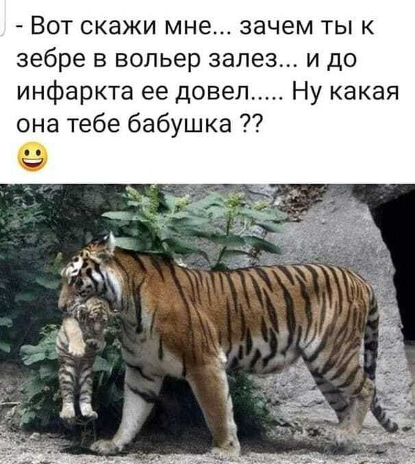 Вот скажи мне зачем ты к зебре в вольер залез и до инфаркта ее довел Ну какая она тебе бабушка