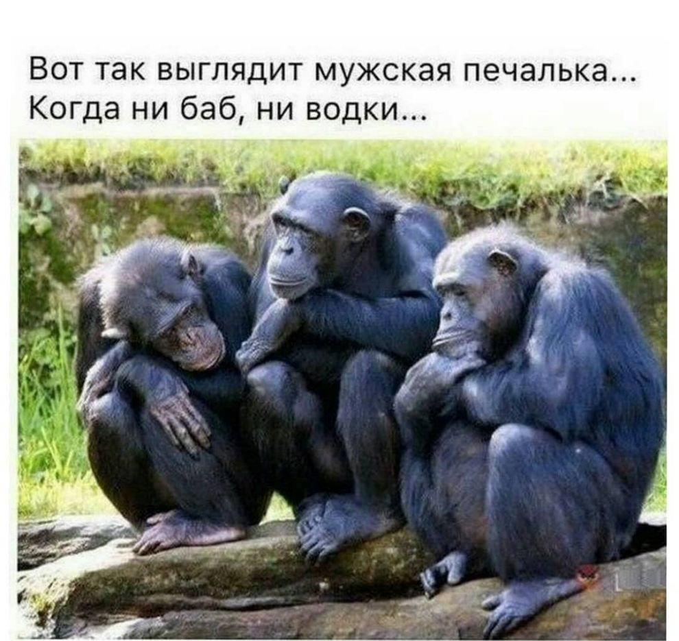 Вот так выглядит мужская печалька Когда ни баб ни водки