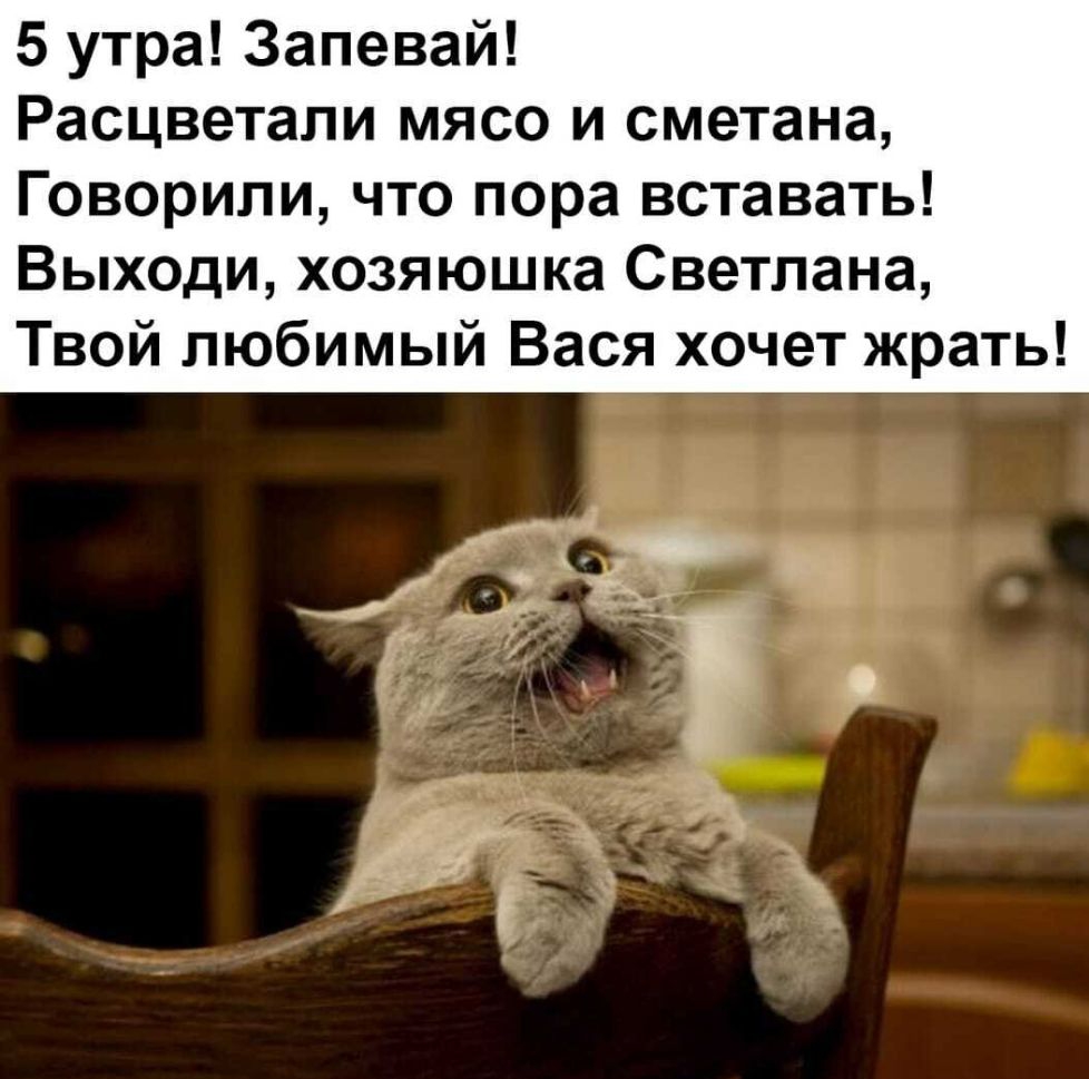 5 утра Запевай Расцветали мясо и сметана Говорили что пора вставать Выходи хозяюшка Светлана Твой любимый Вася хочет жрать
