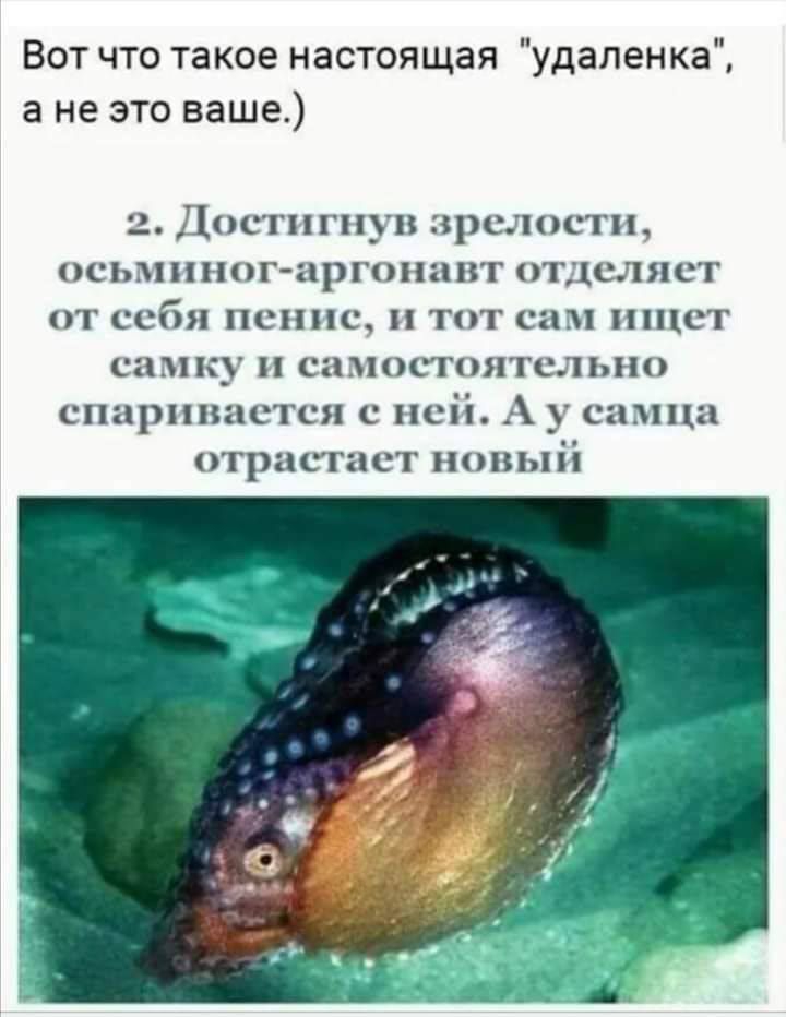 Вот что такое настоя щая удаленка а не это ваше 2 у1001П_П ЗРСЛОСТП ОСЬЗННОГЧЦРГПНН ВГ ТДСЛЯСГ ПТ себя ПСППС ТОТ СЦ СТ 31 М К_ СН 31 ОСТ ЯТСЛ ЬНО спаршшстся с ней у ппш пристает новый