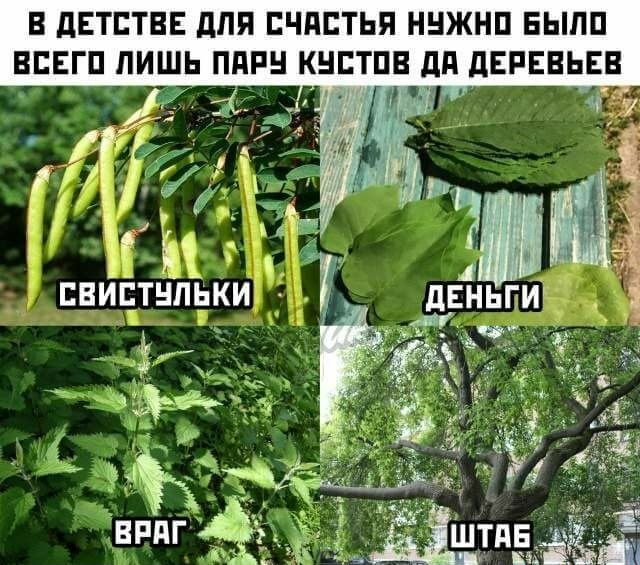 В дЕТБТВЕ дЛЯ БЧдБТЬЯ ННЖНП ЕЫЛП ВЕЕГП ЛИШЬ ППРН КНЕТПВ дд дЕРЕВЬЕВ дЕНЬГИУ