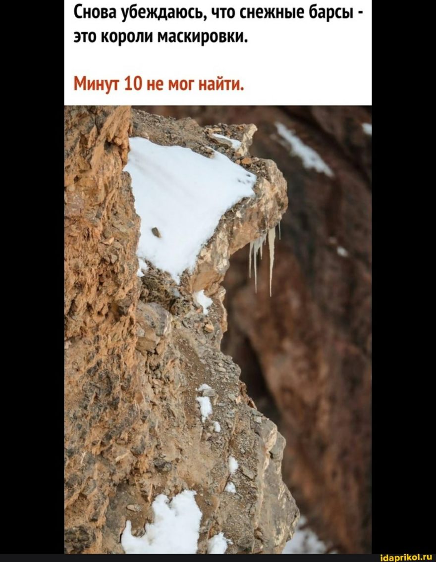 Снова убеждаюсь что снежные барсы это короли маскировки Минут 10 не мог найти