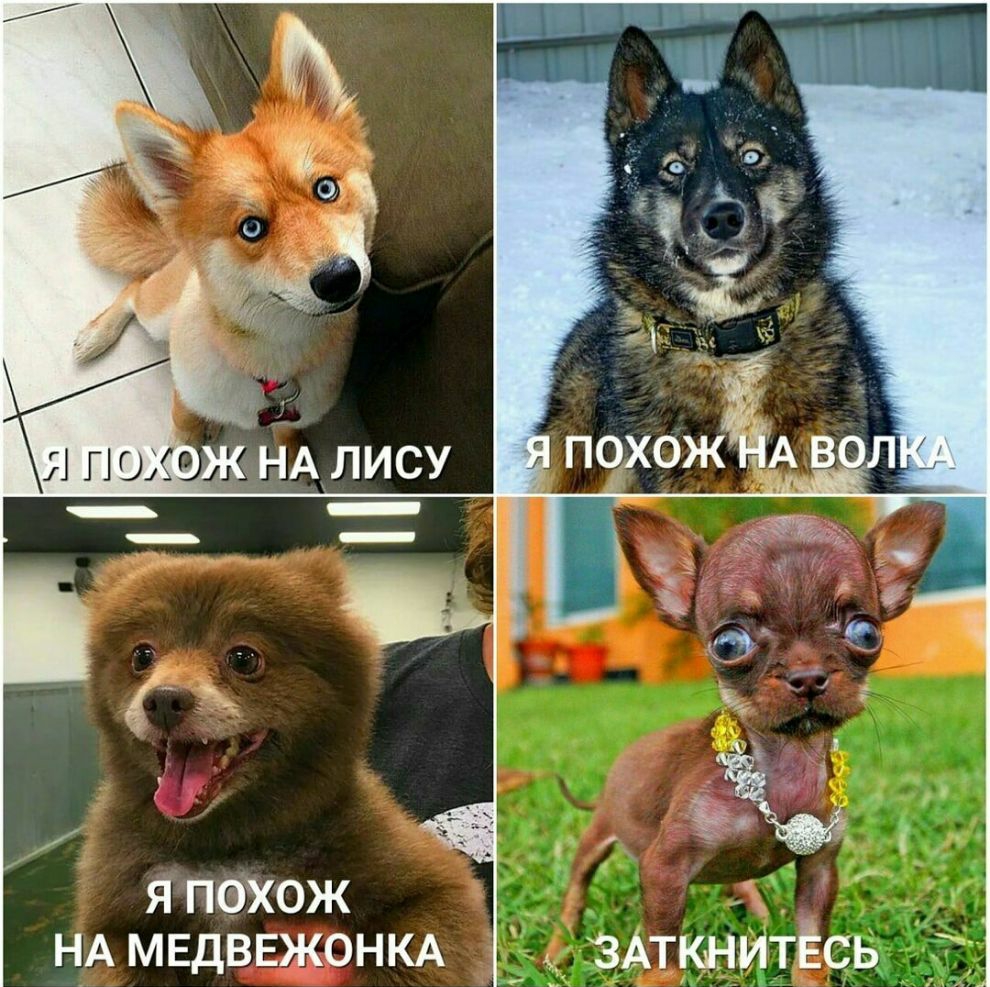 Я ПОХОЖ НА МЕДВЕЖОНКА ЗАткнитЁсь ТЦ