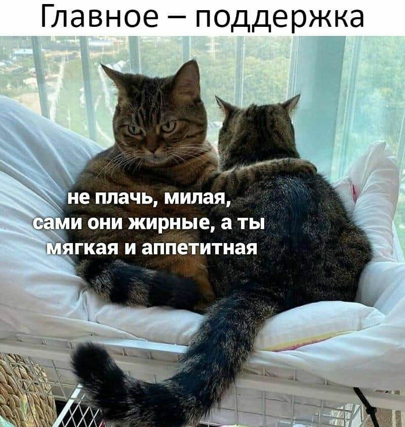 Главное поддержка не плачь милая 1 и они жирные а ты с гкая и апп итная