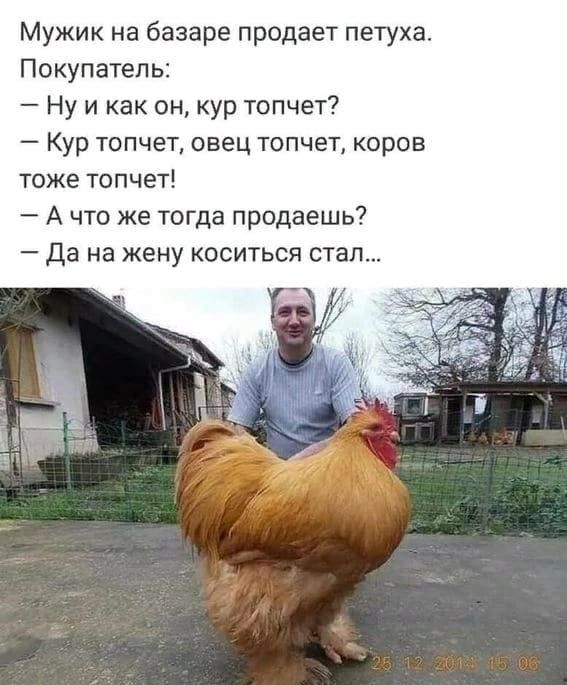 Мужик на базаре продает петуха Покупатель Ну и как он кур топчет Кур топчет овец топчет коров тоже топчет А что же тогда продаешь _ Да на жену КОСИТЬСЯ СТЭП