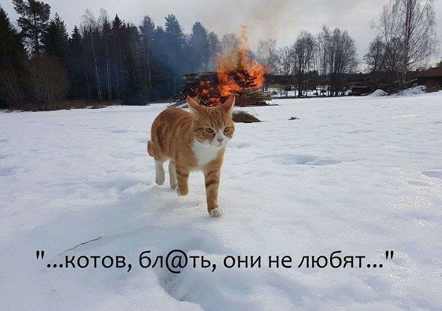 Ё Котов 6лть они не любят