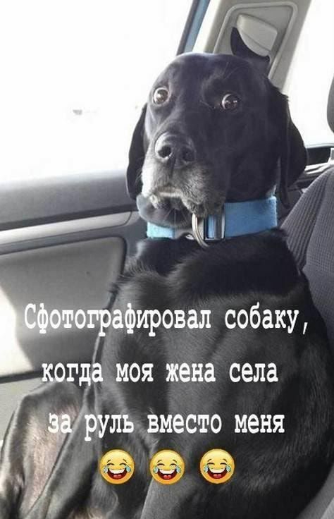 гдё моя жена села Мруль вместо меня 14