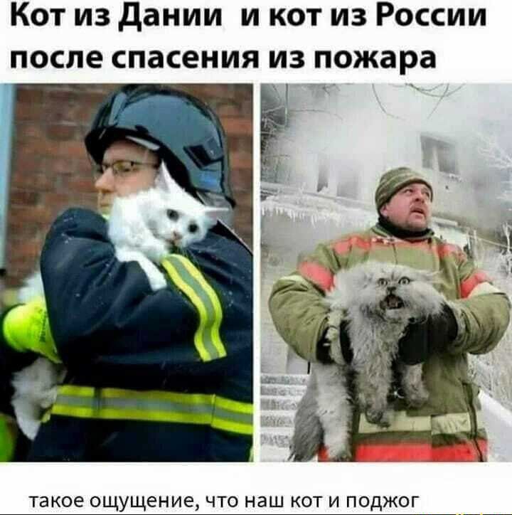 Кот из дании и кот из России после спасения из пожара такое ощущение что наш кот и поджог