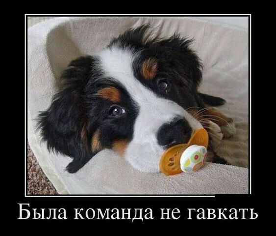 БЫЛЗ КОМЗНДЗ НС гавкать