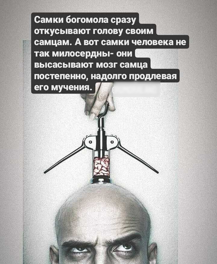 Самки богомопа сразу откусывают голову своим самцам А вот самки человека не так милосердны они высасывают мозг самца постепенно надолго продлевая