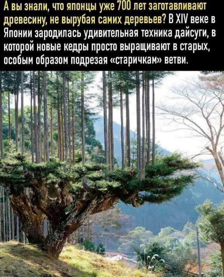 А вы знали что японцы уже 700 лет заготавливают древесину не вырубая самих деревьев ВХШ веке в Японии зародилась удивительная техника дайсуги в которой новые кедры просто выращивают в старых особым обрааои подрезая старичкаи ветви