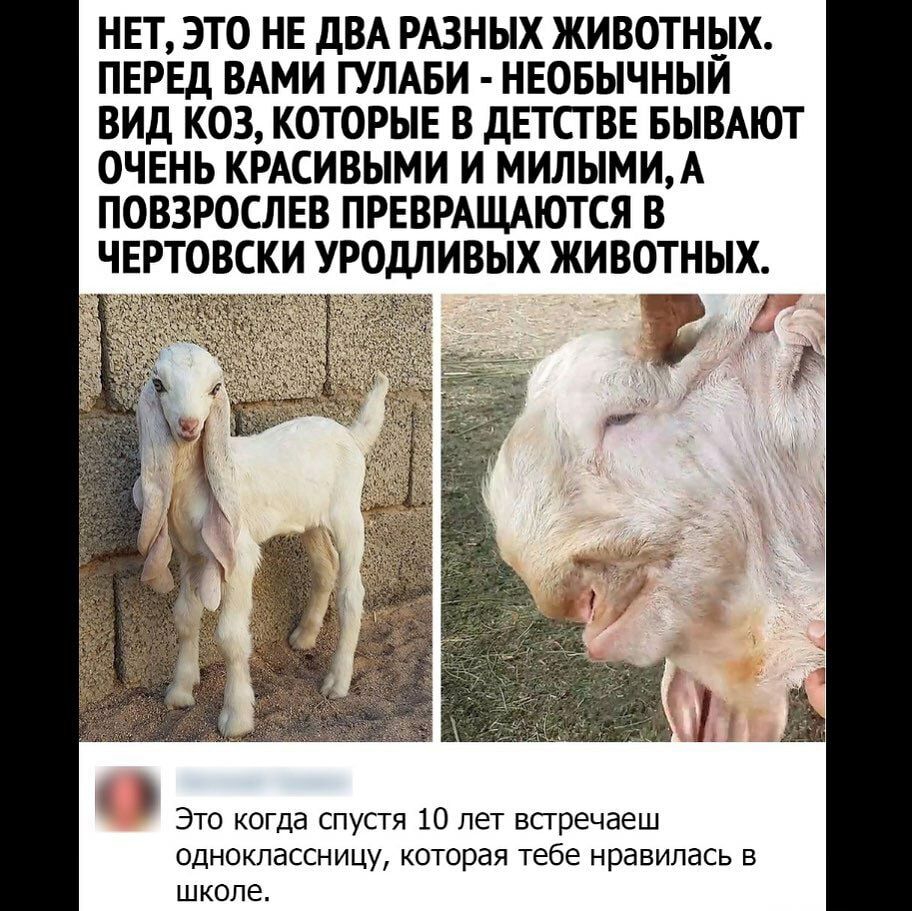 НЕТ ЭТО НЕ дВА РАЗНЫХ ЖИВОТНЫХ ПЕРЕД ВАМИ ГУЛАБИ НЕОБЫЧНЫИ ВИД КОЗ КОТОРЫЕ В ДЕТСГ ВЕ БЫВАЮТ ОЧЕНЬ КРАСИВЫМИ И МИЛЫМИА ПОВЗРОСЛЕВ ПРЕВРАЩАЮТСЯ В ЧЕРТОВСКИ УРОДЛИВЫХ ЖИВОТНЫХ С Это когда спустя 10 лет всгречаеш одноклассницу которая тебе нравилась в ШКОЛЕ