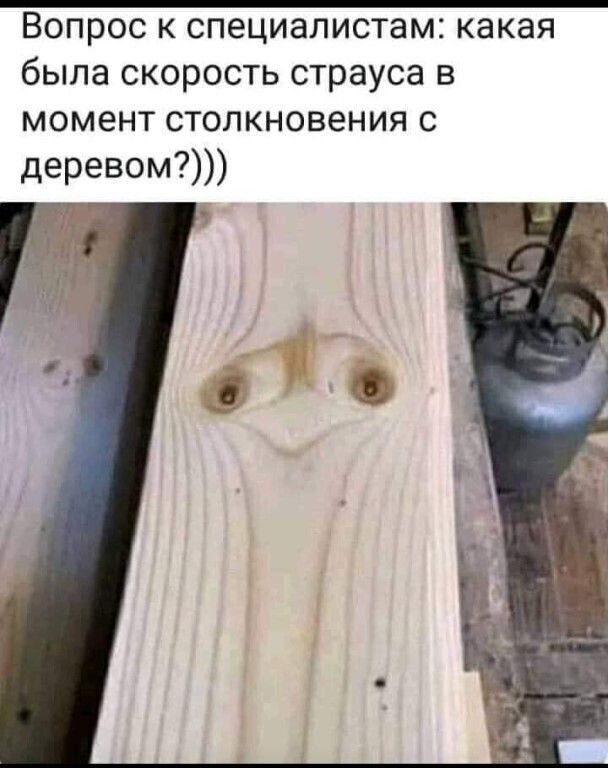 ВОПРОС К СПЭЦИЭЛИСТаМі какая была СКОРОСТЬ страуса В момент СТОЛКНОВЭНИЯ С деревом