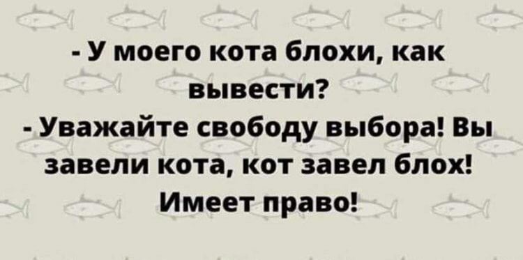 У моего кота блохи как вывести Уважайте свободу выбора Вы завели кота кот завел блох Имеет право