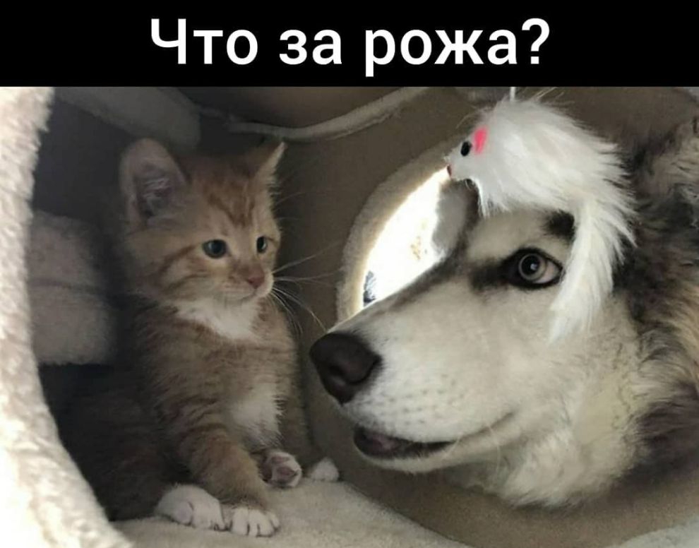 Что за рожа