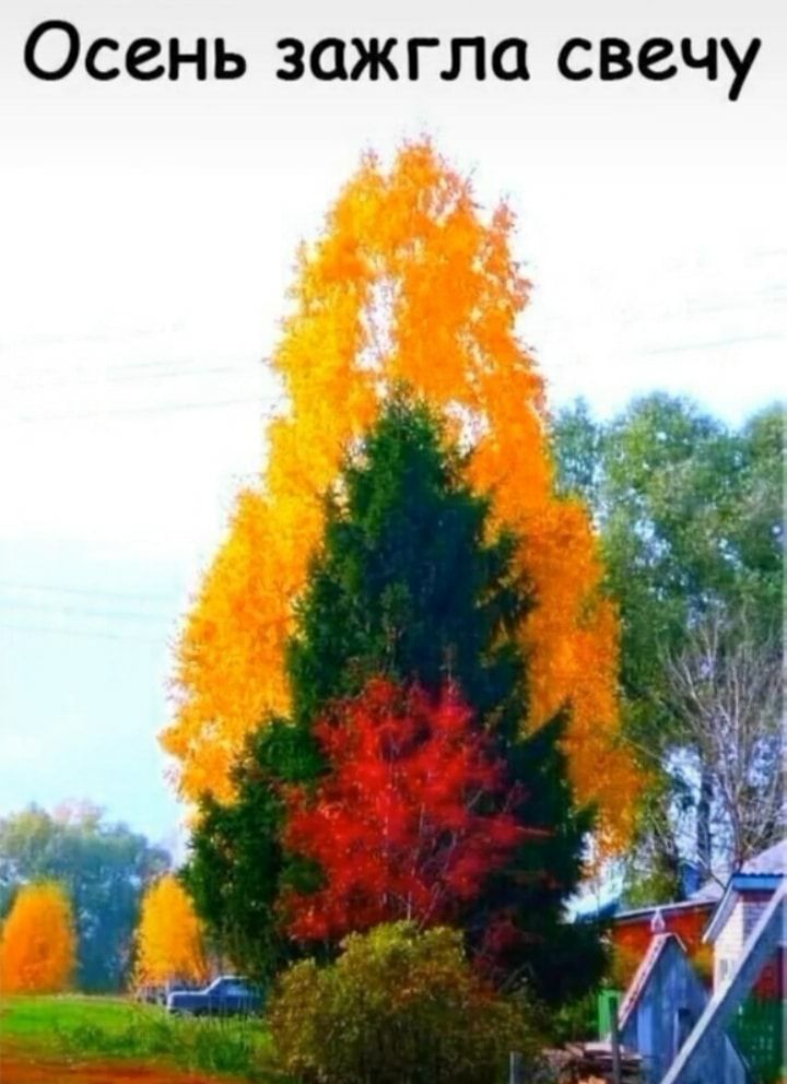 Осень зажгла свечу