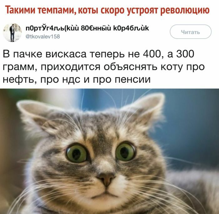 Такими темпами коты скоро устроят революцию п0рт9г4шцкйа военный комбшак Коыае158 В пачке вискаса теперь не 400 а 300 грамм приходится объяснять коту про нефть про ндс и про пенсии