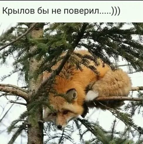 Крылов бы не поверил