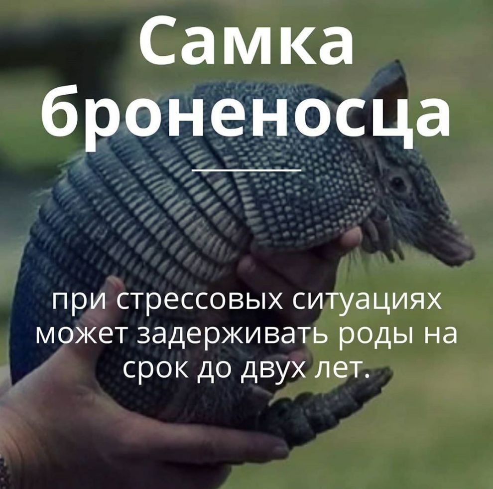 Самка броненосца при стрессовых ситуациях может задерживать роды на срок до двух лет