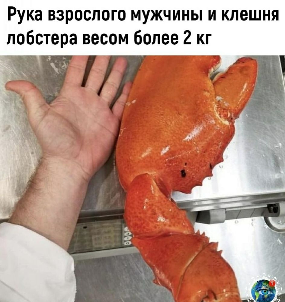 Рука взрослого мужчины и клешня лобстера весом более 2 кг