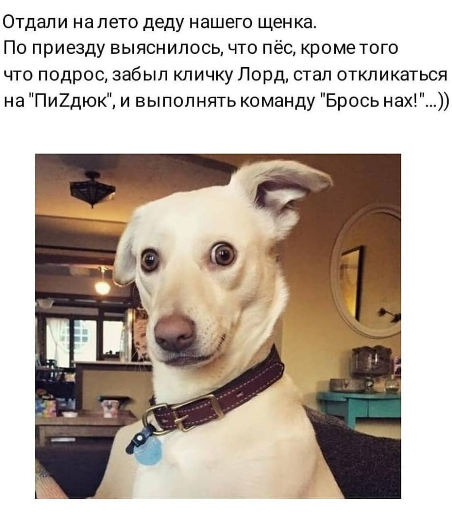 Отдали на лето деду нашего щенка По приезду выяснилось что пёс кроме того что подрос забыл кличку Лорд стал откликаться на Пи2дюк и выполнять команду Брось нах