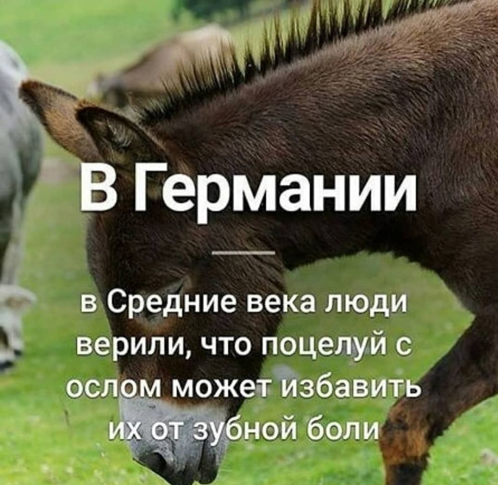В Германии в Средние века люди верили что поцелуй с осло можеггйзбавит ь