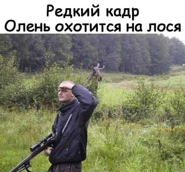 Редкий кадр Олень охотится на лося