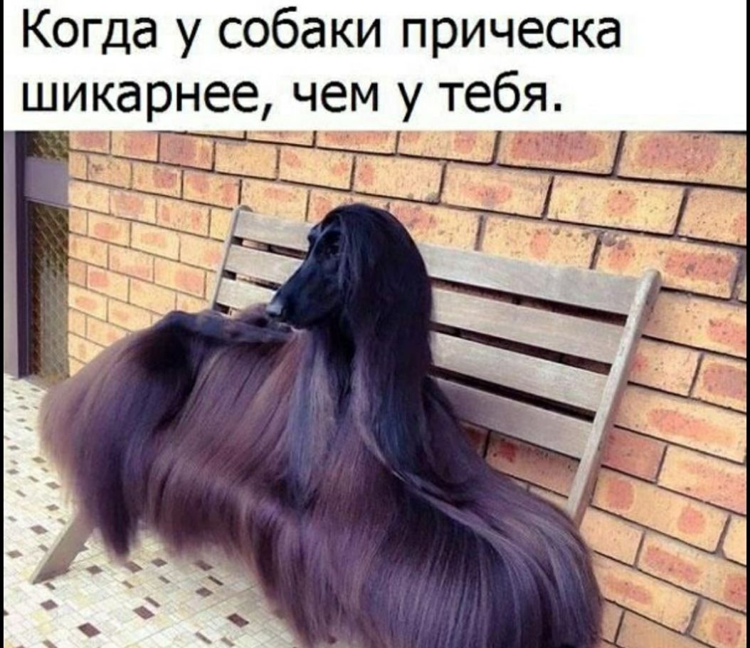 Когда у собаки прическа шикарнее чем у тебя
