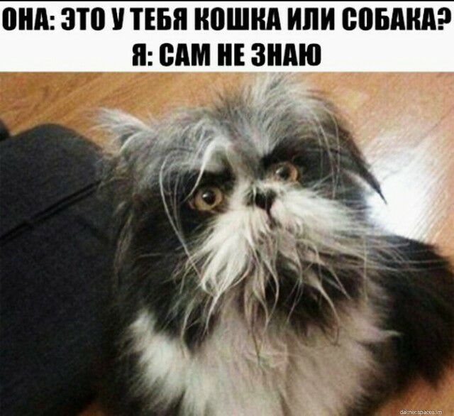 ШШ 310 ТЕБЯ НПШНА ИЛИ ВПЫША Я ВАМ ЗНАЮ
