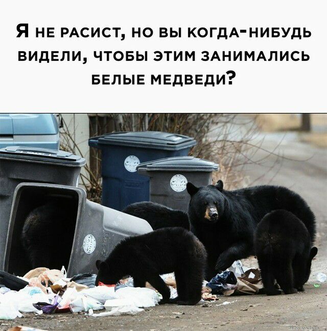 Я НЕ РАСИСТ НО ВЫ КОГДА НИБУДЬ ВИДЕЛИ ЧТОБЫ ЭТИМ ЗАНИМАЛИСЬ БЕЛЫЕ МЕДВЕДИ