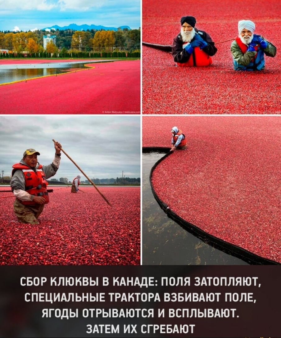 СБОР НЛЮКВЫ В КАНАДЕ ПОЛЯ ЗАТОПЛЯЮТ СПЕЦИАЛЬНЫЕ ТРАКТОРА ВЗБИВАЮТ ПОЛЕ ЯГОДЫ ОТРЫВАЮТСЯ И ВСПЛЫВАЮТ ЗАТЕМ ИХ СГРЕБАЮТ
