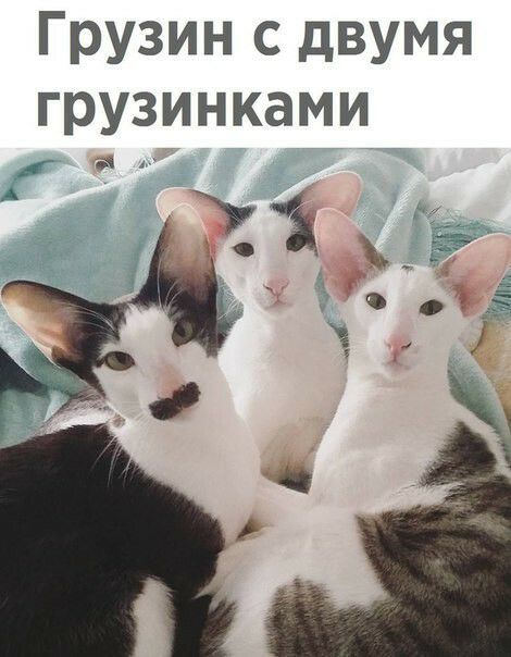 Грузин с двумя грузинками