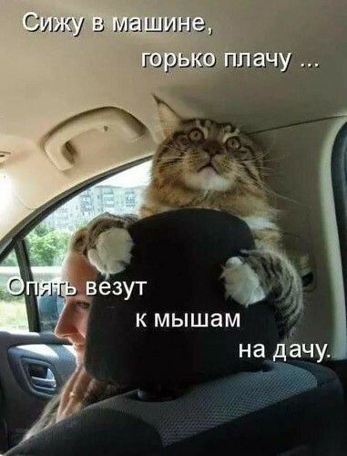 Сушу ташин г к мышам на дачу