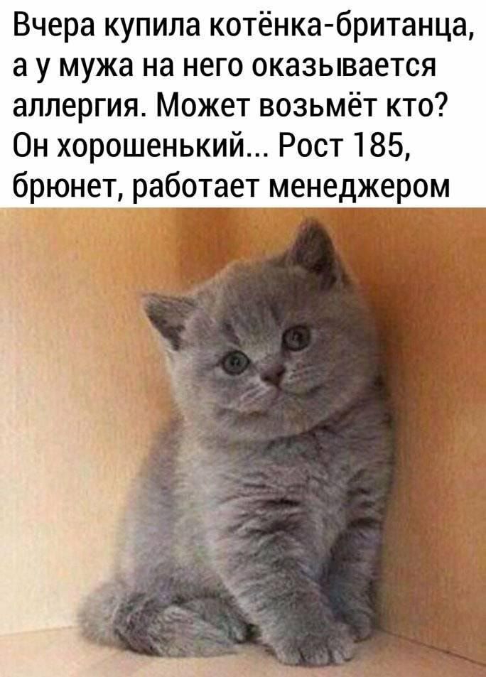 Вчера купила котёнка британца а у мужа на него оказывается аллергия Может возьмёт кто Он хорошенький Рост 185 брюнет работает менеджером