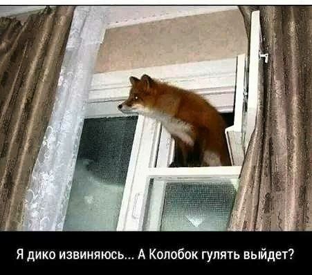 Я дико извиняюсь А Колобок гулять выйдет