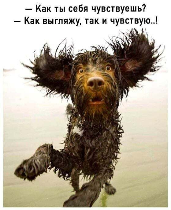 Как ты себя чувствуешь Как выгляжу так и чувствую